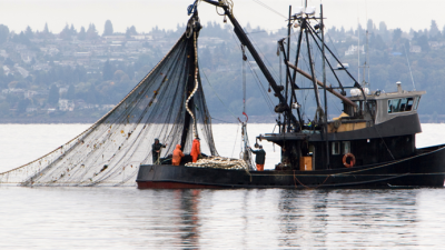 Tarım ve Orman Bakanı İbrahim Yumaklı, yaklaşık 245 bin ton avlanma