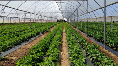 Tarım ve Orman Bakanı İbrahim Yumaklı, Zonguldak Çaycuma Sera Organize