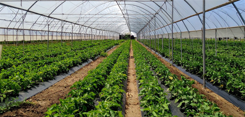 Tarım ve Orman Bakanı İbrahim Yumaklı, Zonguldak Çaycuma Sera Organize