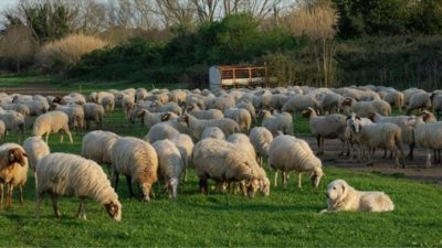 İlk müjdesini Cumhurbaşkanı Recep Tayyip Erdoğan’ın, çiftçilerle iftar programında duyurduğu