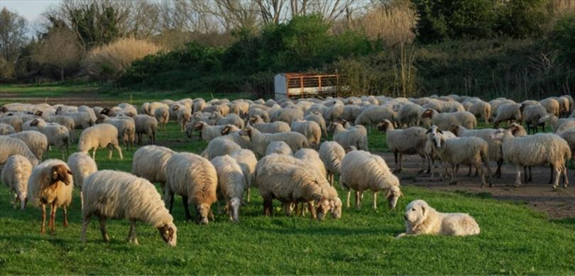İlk müjdesini Cumhurbaşkanı Recep Tayyip Erdoğan’ın, çiftçilerle iftar programında duyurduğu