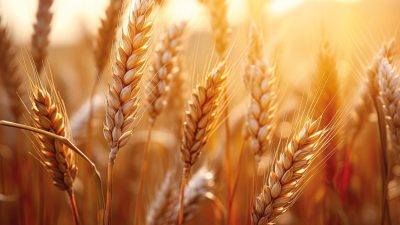 Toprak Mahsulleri Ofisi Genel Müdürlüğü; başta hububat olmak üzere temel