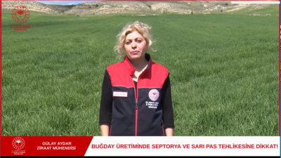 Buğdayda, mevsimsel yağışlar ve artan nem oranıyla birlikte verim kaybına