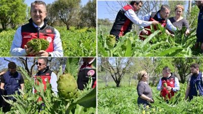 Türkiye’nin enginar üretiminde lider olan İzmir’de, şubat ayında başlayan hasat