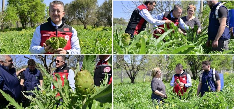 Türkiye’nin enginar üretiminde lider olan İzmir’de, şubat ayında başlayan hasat