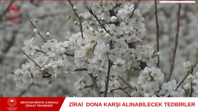 Meyve ağaçlarında ilkbahar geç donlarından korumanmak için bazı yöntemler kullanılmaktadır. Bu